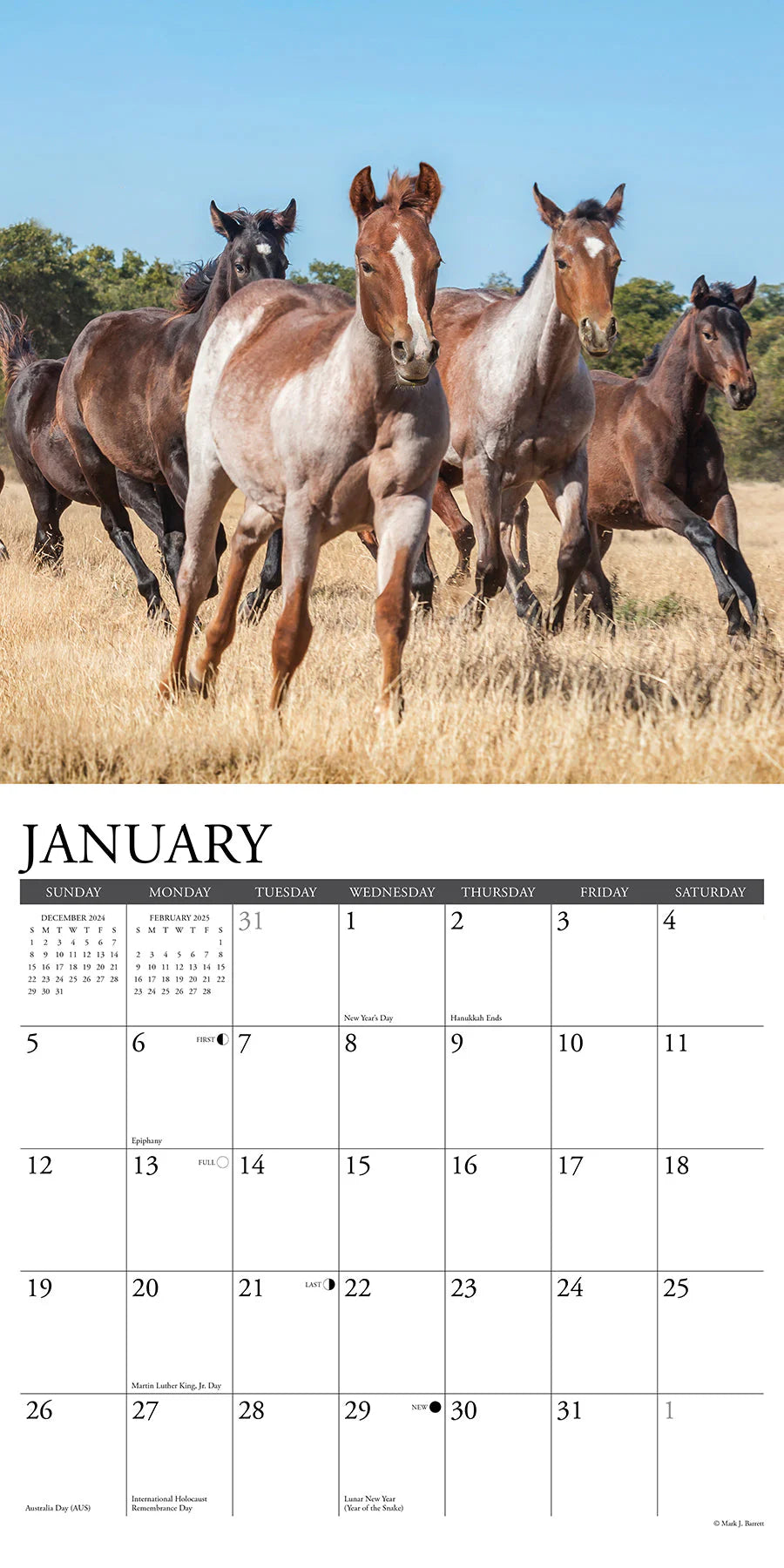 2025 American Quarter Horses Calendar