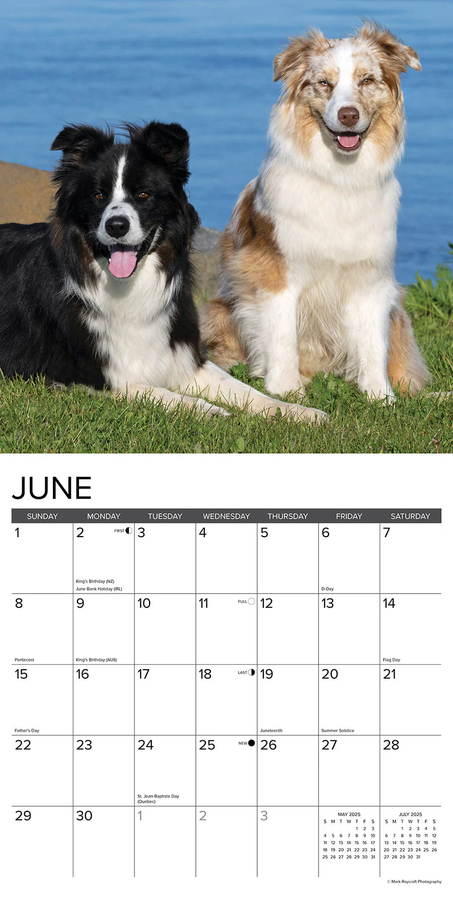 2025 Australian Shepherd Calendar