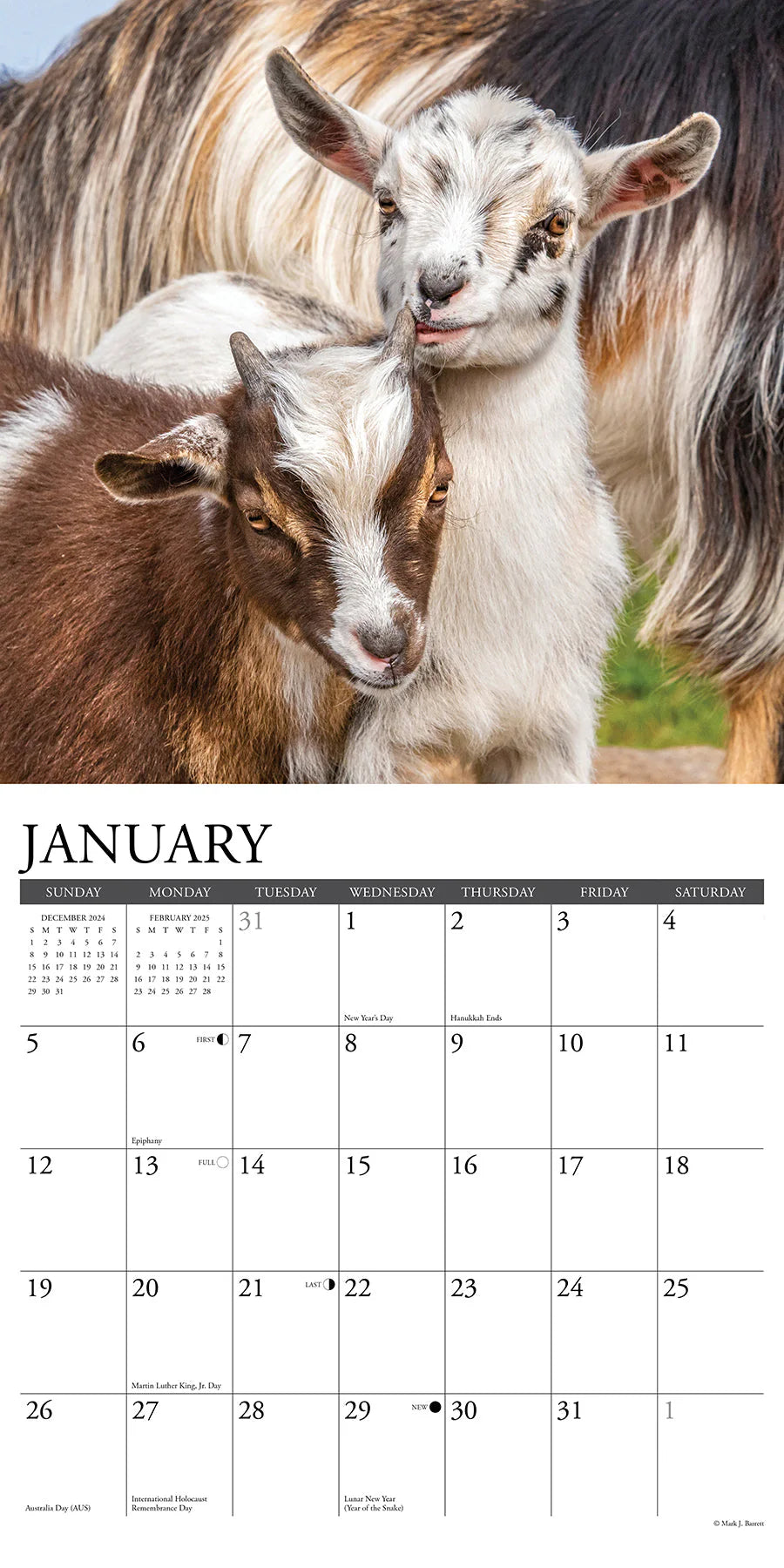 2025 Baby Goats Calendar