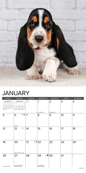 2025 Basset Hound Puppies Calendar