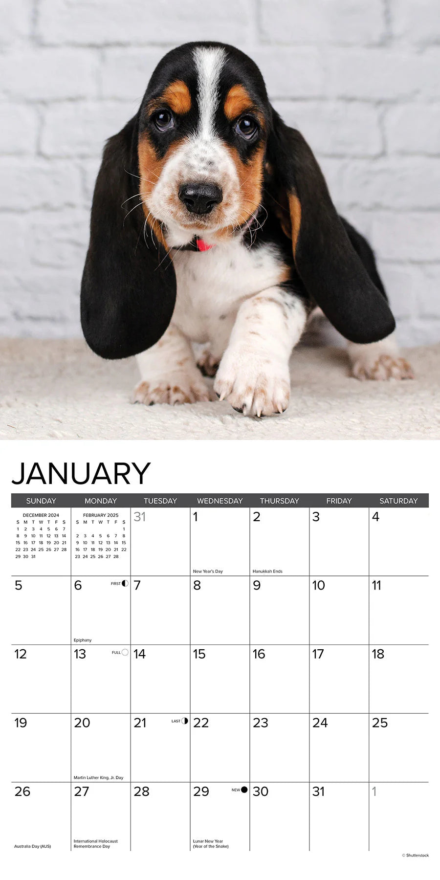 2025 Basset Hound Puppies Calendar