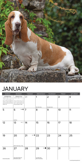 2025 Basset Hounds Calendar