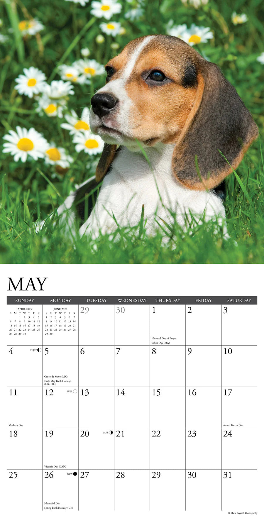 2025 Beagle Puppies Calendar