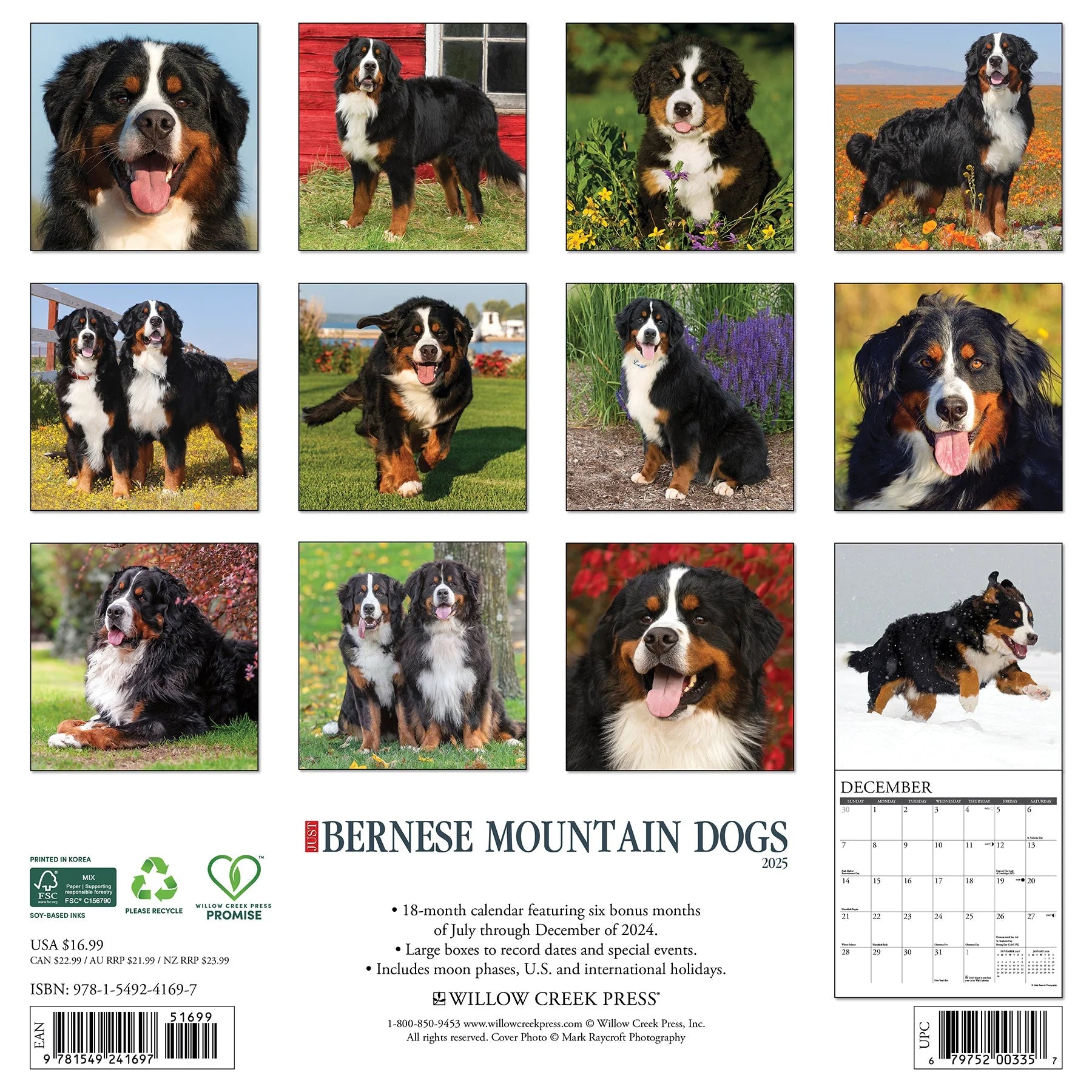 2025 Bernese Mountain Dogs Calendar