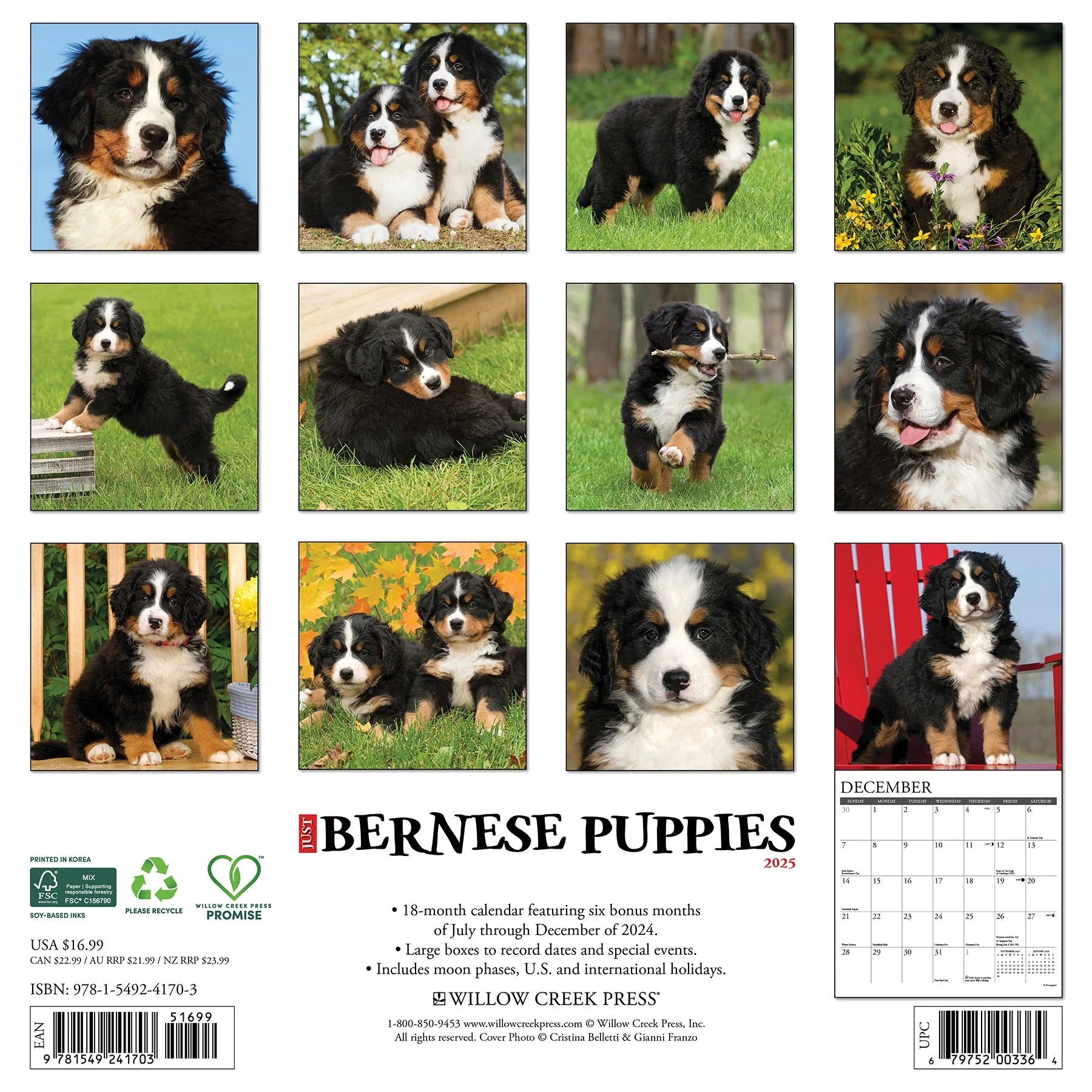 2025 Bernese Mountain Puppies Calendar