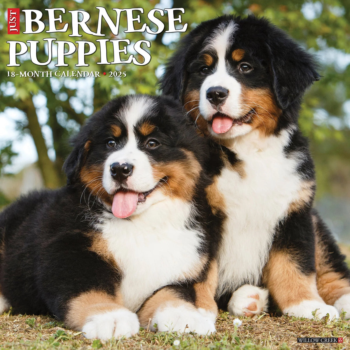 2025 Bernese Mountain Puppies Calendar