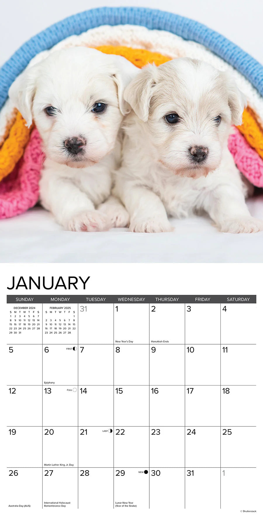 2025 Bichon Frise Puppies Calendar