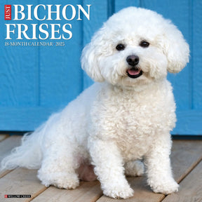 2025 Bichon Frises