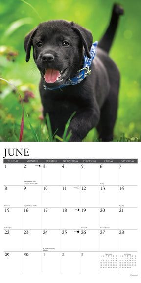 2025 Black Lab Puppies Calendar