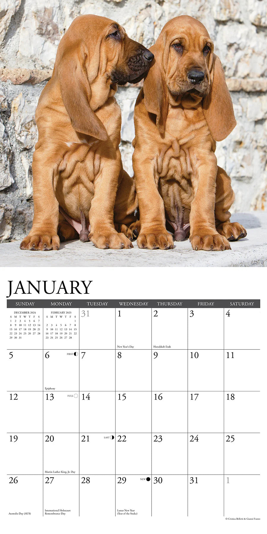 2025 Bloodhounds Calendar