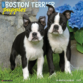 2025 Boston Terrier Puppies