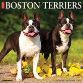 2025 Boston Terriers Calendar