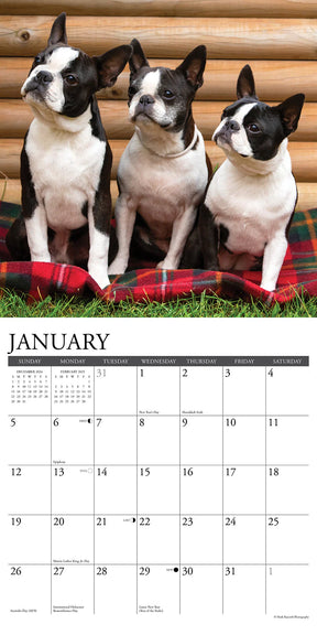 2025 Boston Terriers Calendar