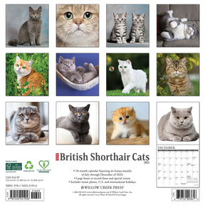 2025 British Shorthair Cats Calendar