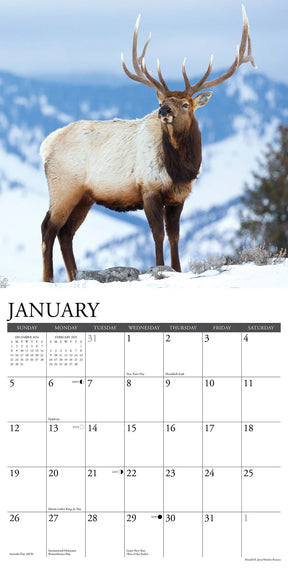 2025 Bull Elk Calendar