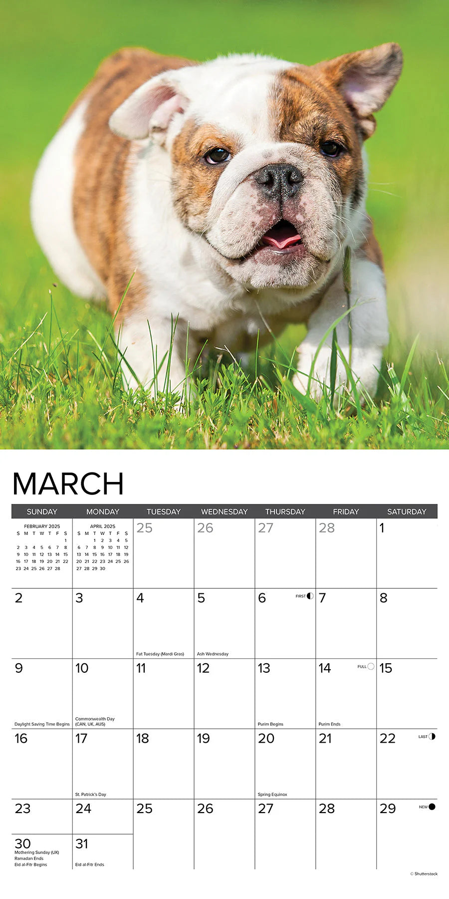 2025 Bulldog Puppies Calendar