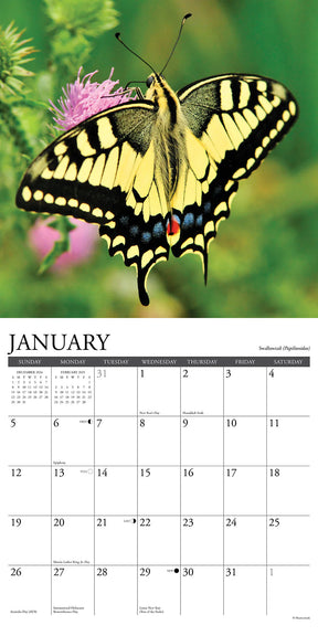 2025 Butterflies Of North America Calendar