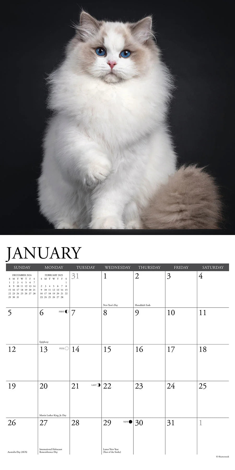 2025 Cats Calendar