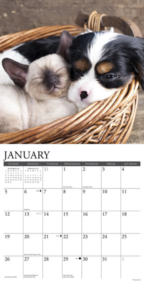 2025 Cats & Dogs Calendar