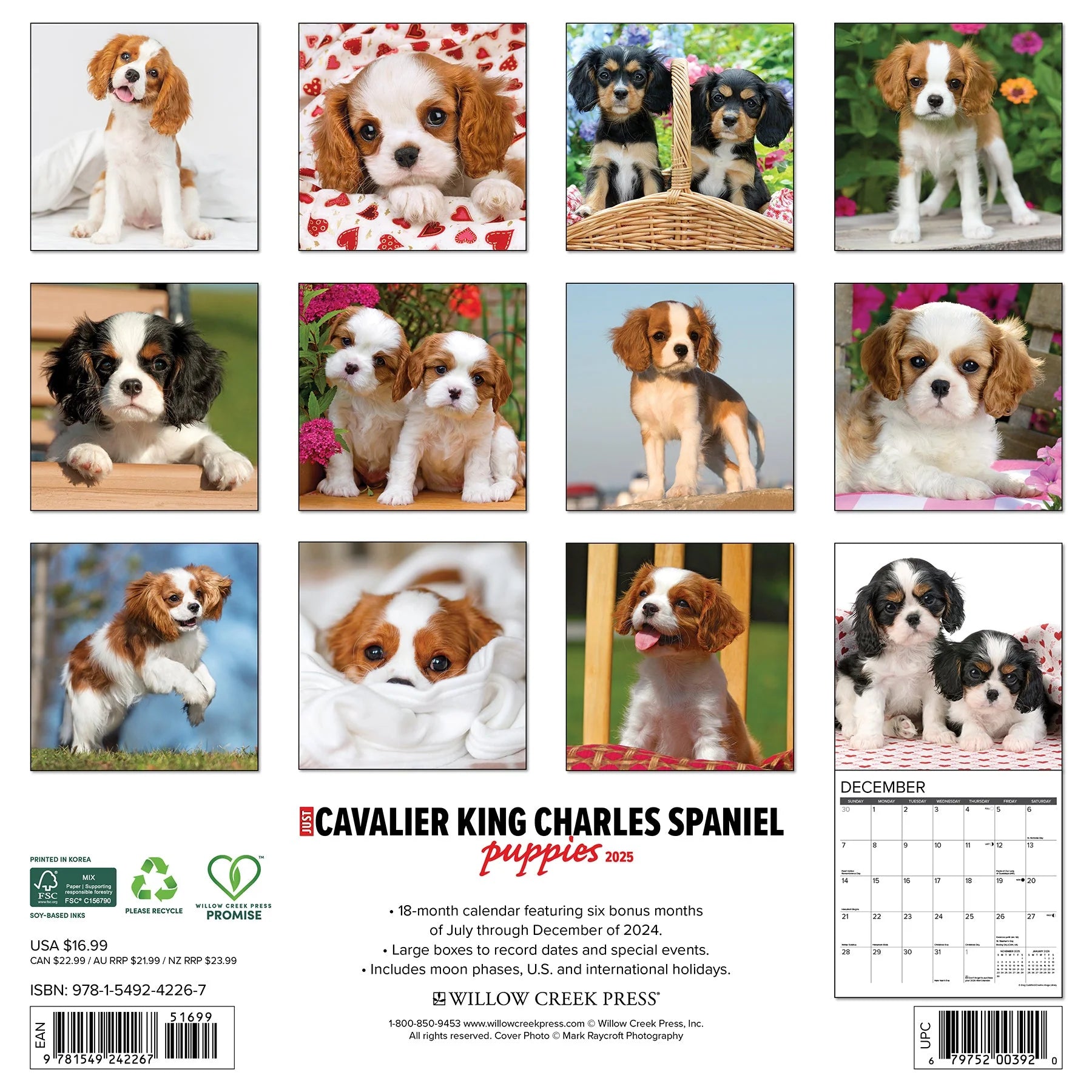 2025 Cavalier King Charles Spaniel Puppies Calendar