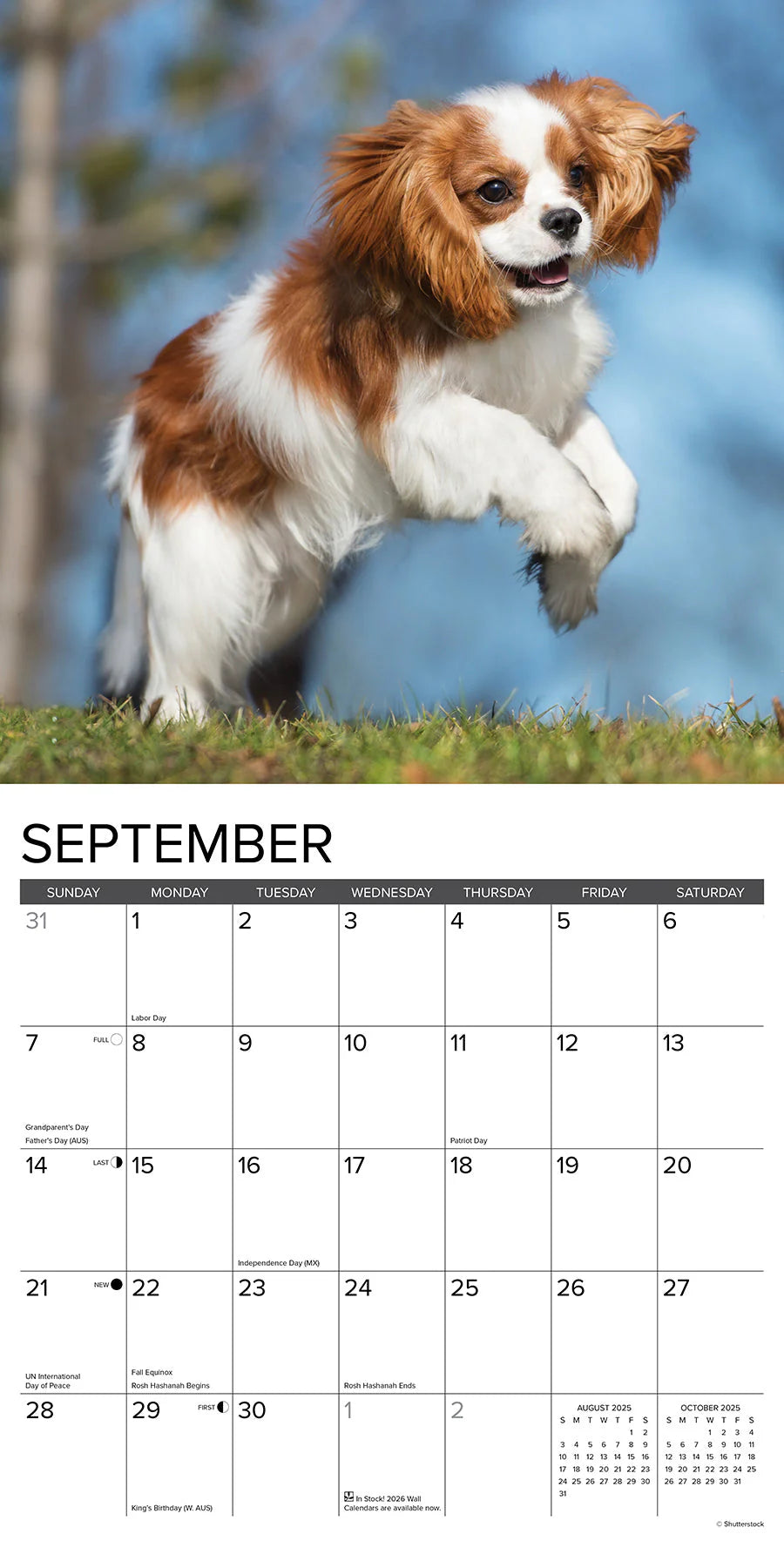 2025 Cavalier King Charles Spaniel Puppies Calendar