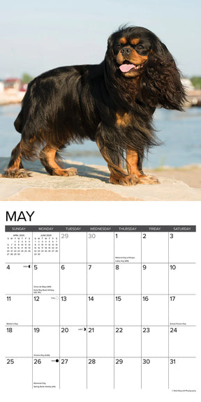 2025 Cavalier King Charles Spaniels Calendar