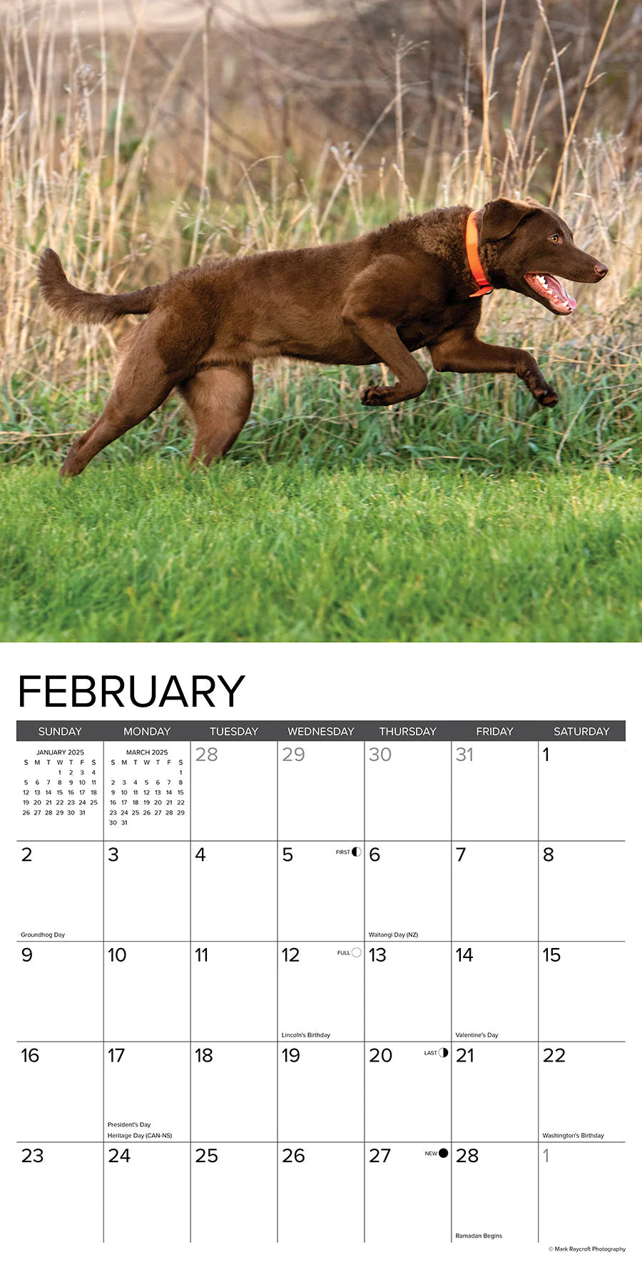 2025 Chesapeake Bay Retrievers Calendar