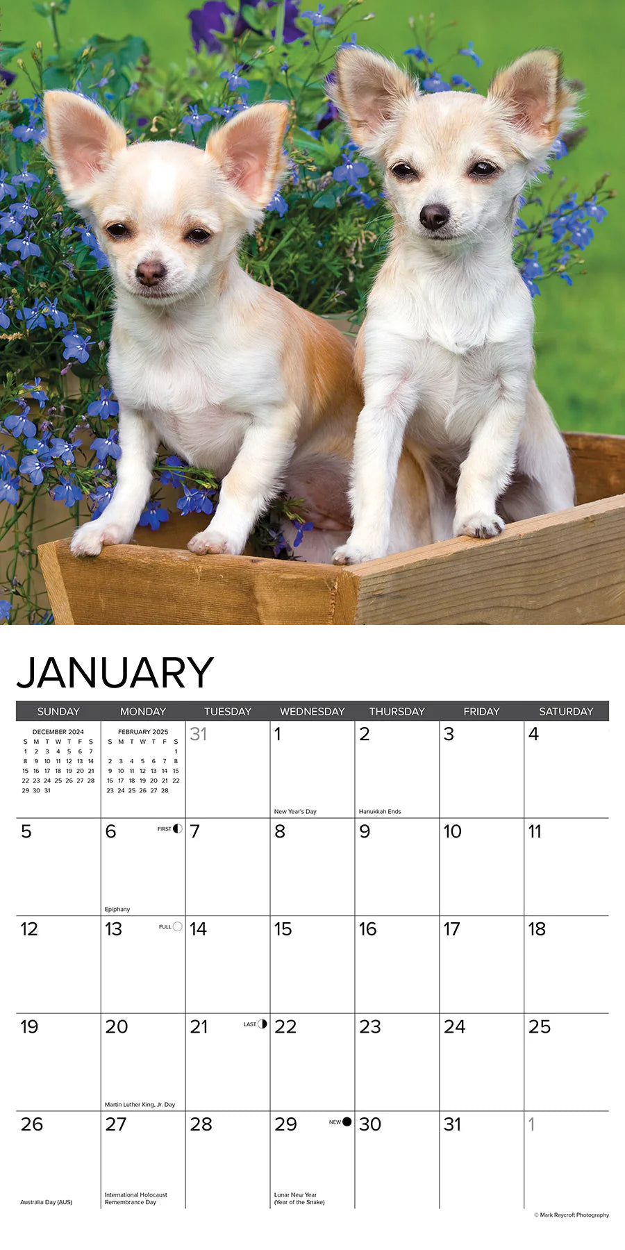 2025 Chihuahua Puppies Calendar