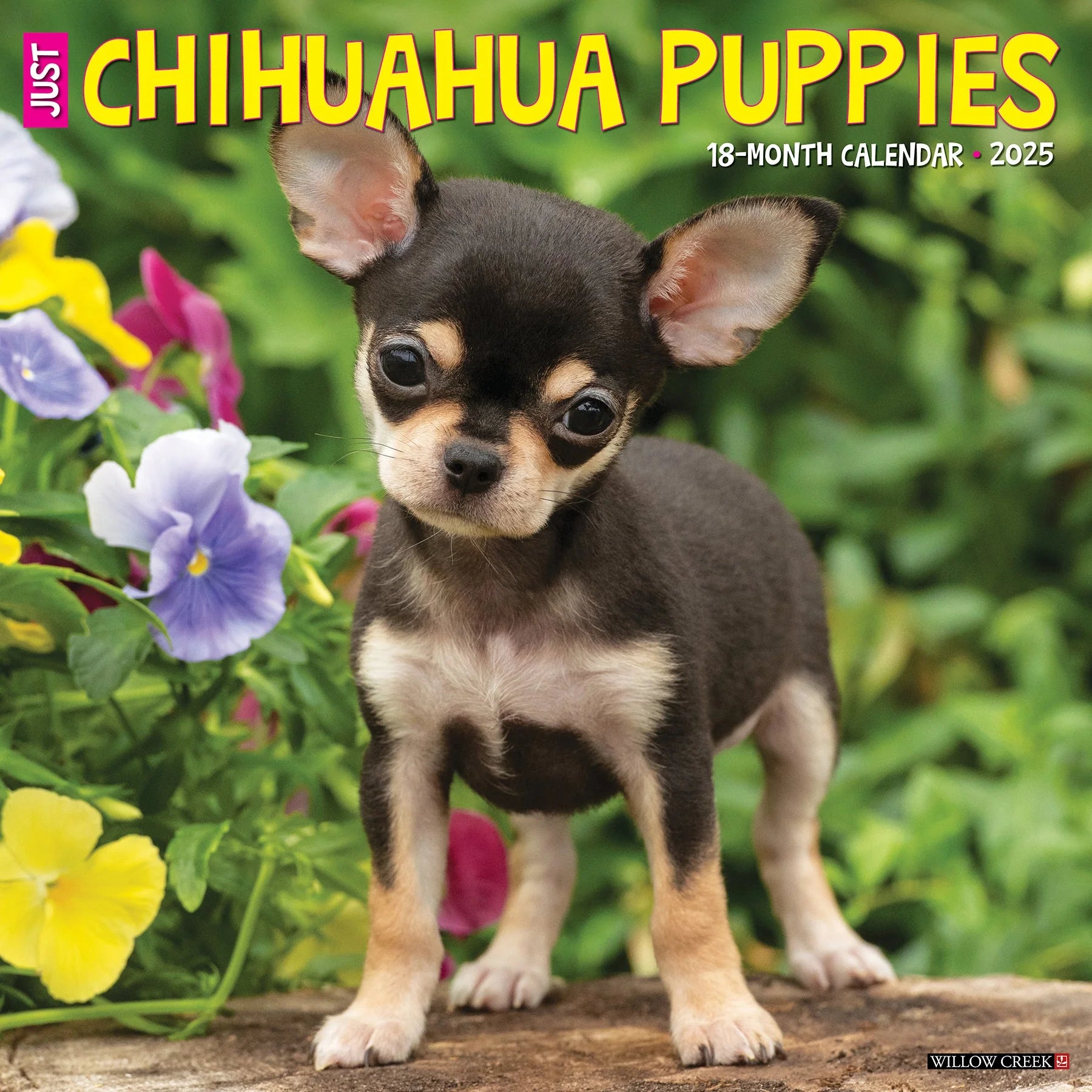 2025 Chihuahua Puppies Calendar