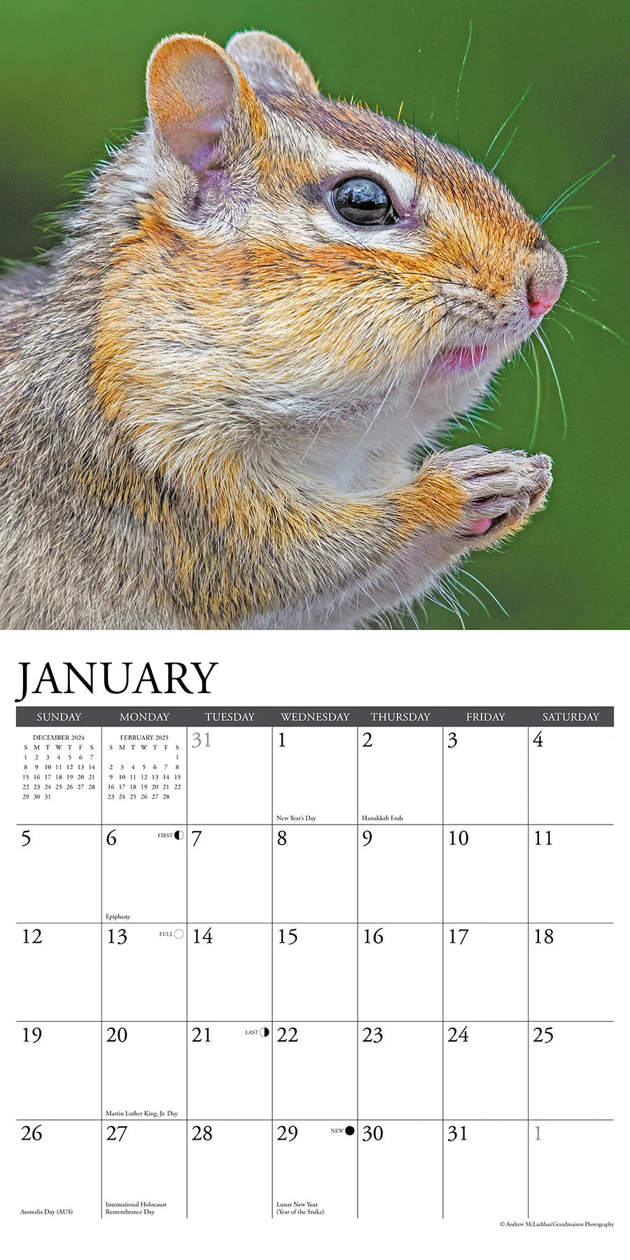 2025 Chipmunks Gone Nuts! Calendar