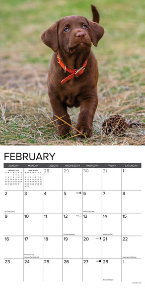 2025 Chocolate Lab Puppies Calendar