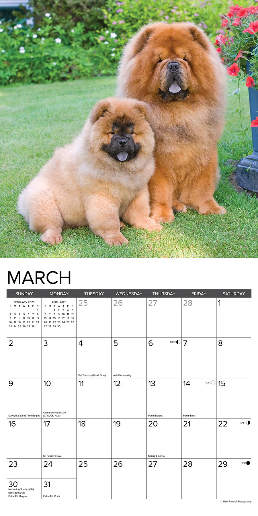 2025 Chow Chows Calendar