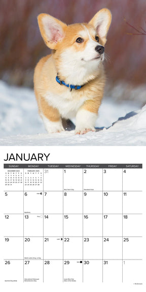 2025 Corgi Puppies Calendar