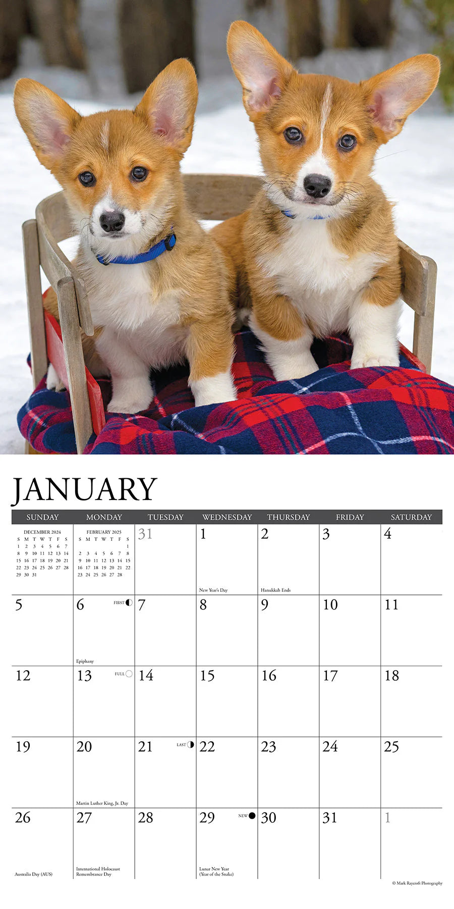 2025 Corgis Calendar