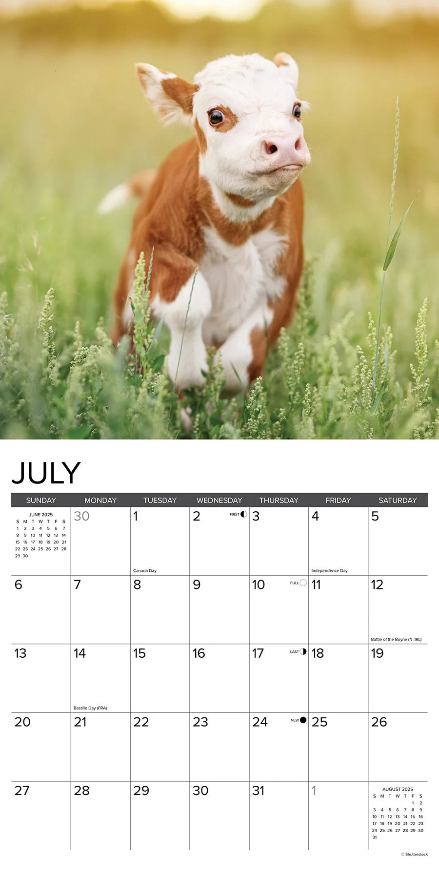 2025 Cows Calendar