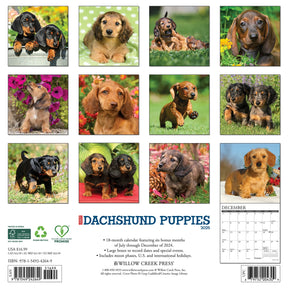 2025 Dachshund Puppies Calendar