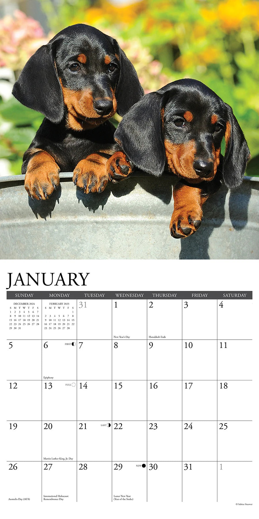 2025 Dachshund Puppies Calendar