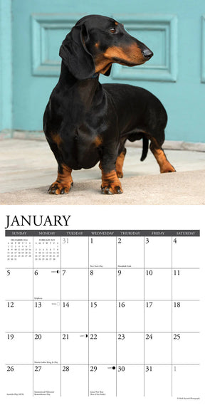 2025 Dachshunds Calendar