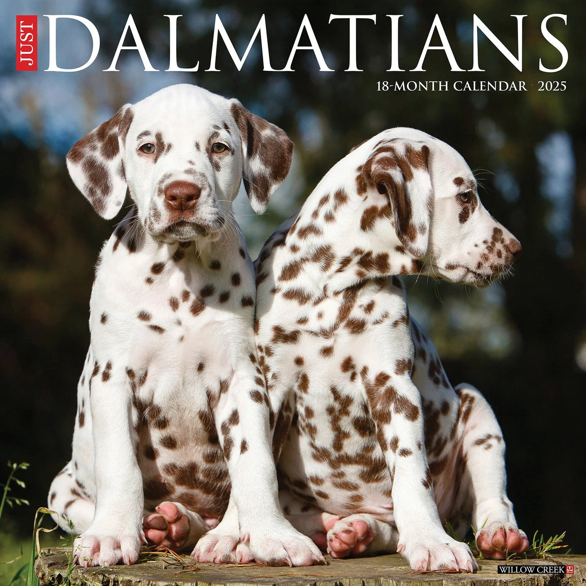 2025 Dalmatians Calendar