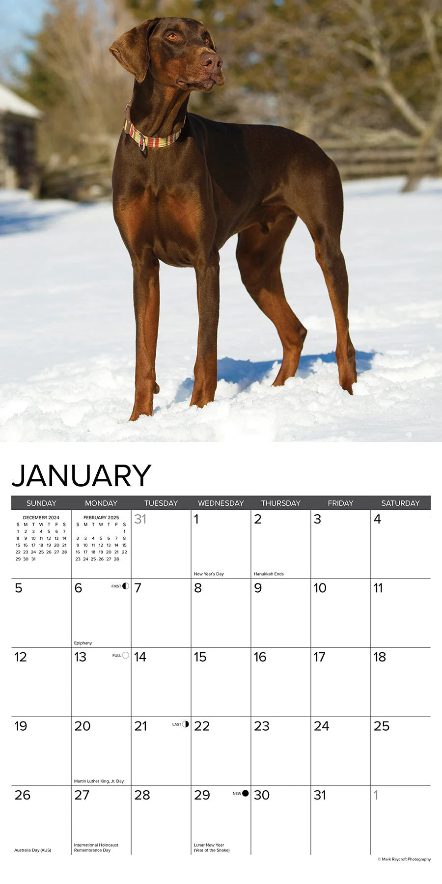 2025 Doberman Pinschers Calendar