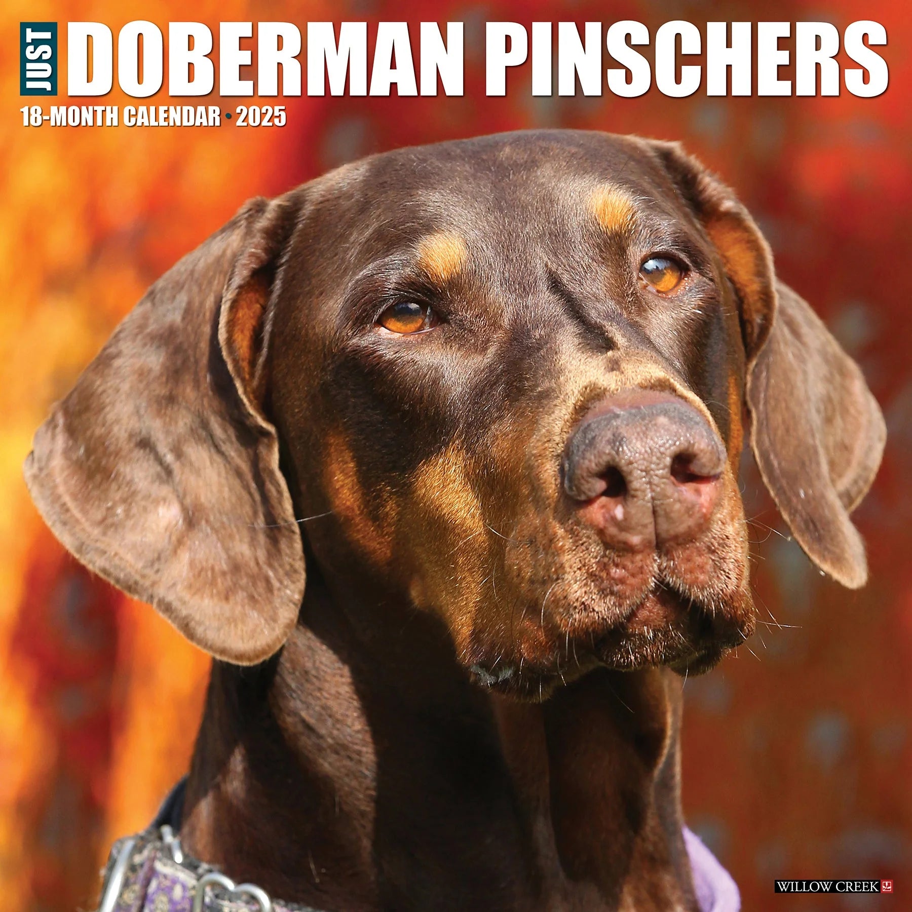 2025 Doberman Pinschers Calendar