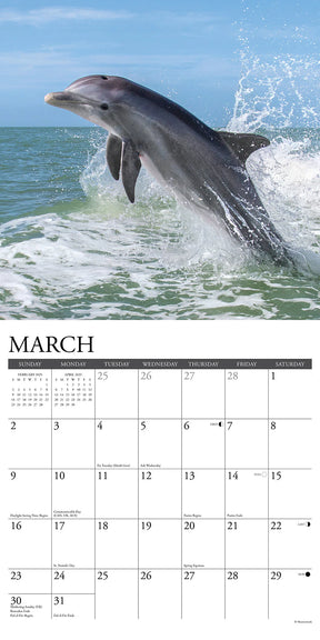 2025 Dolphins Calendar