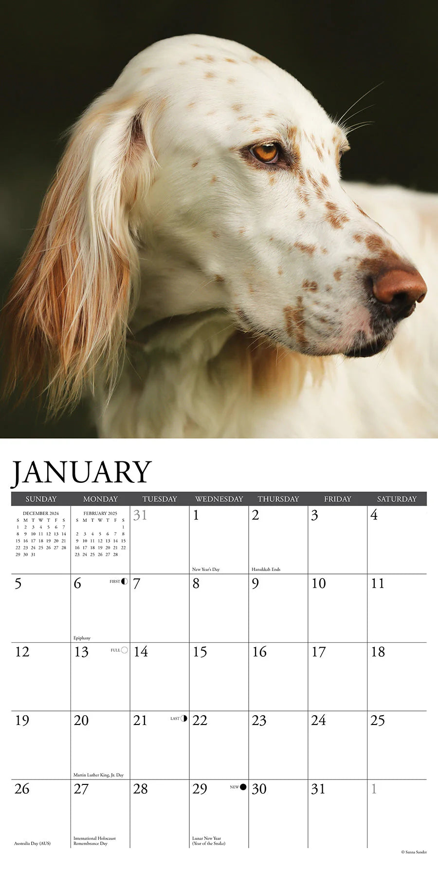 2025 English Setters Calendar