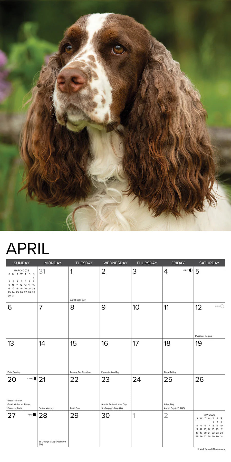 2025 English Springer Spaniels Calendar