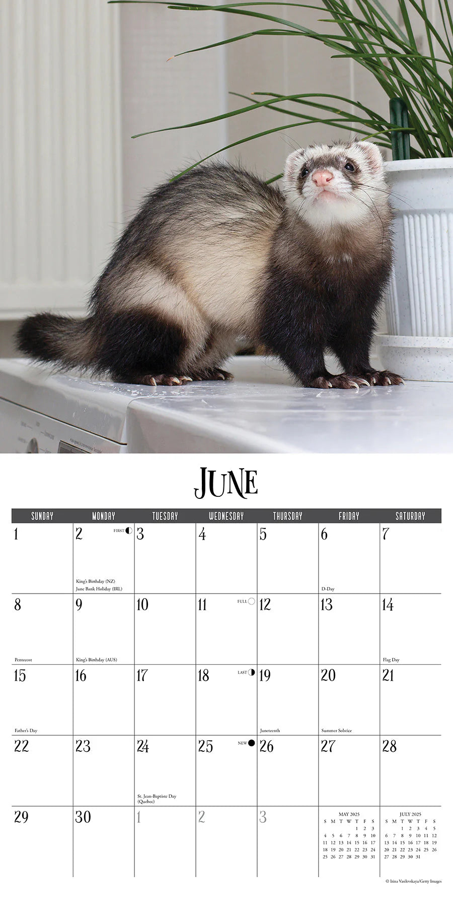 2025 Ferrets Calendar