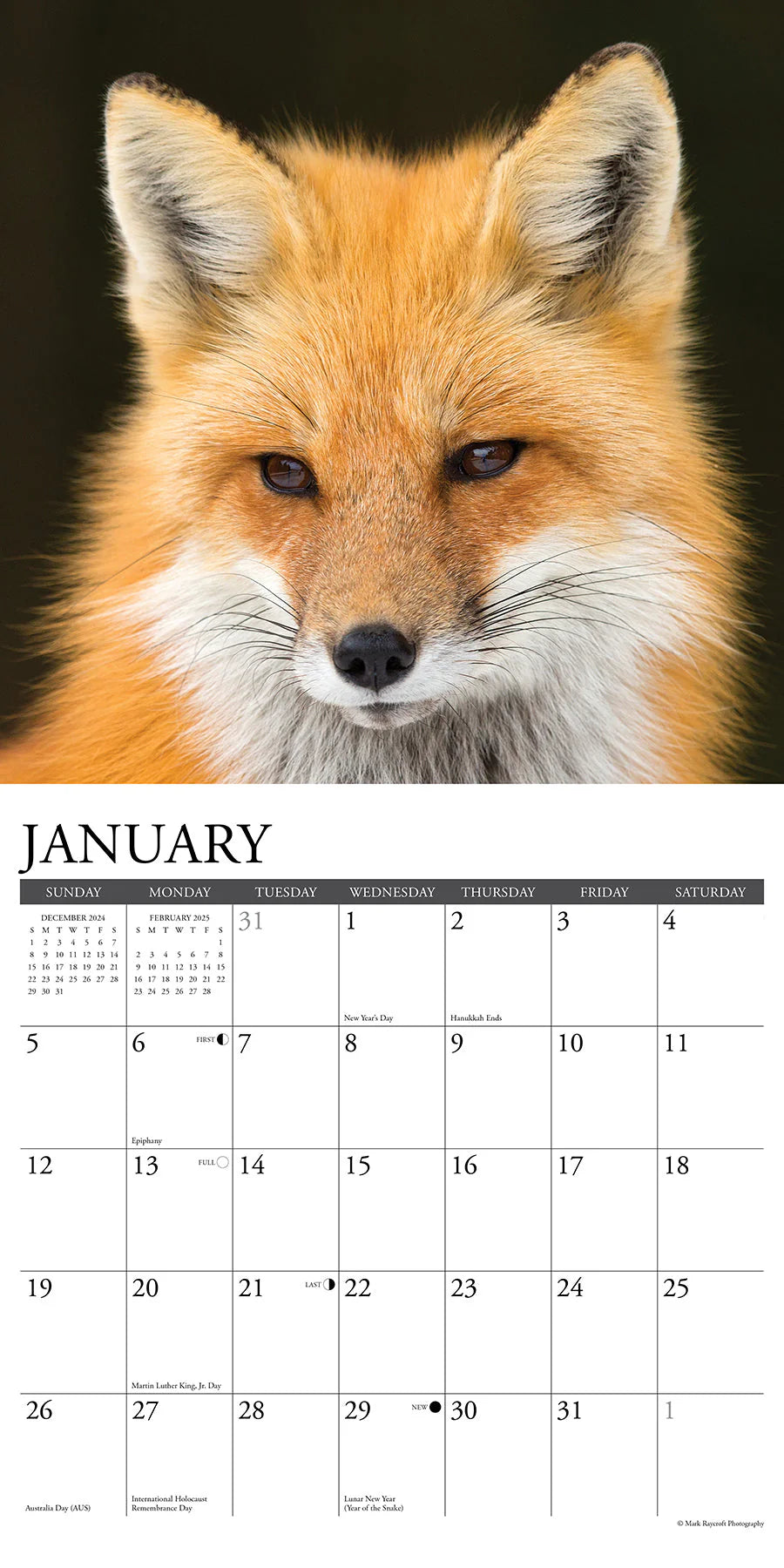 2025 Foxes Calendar