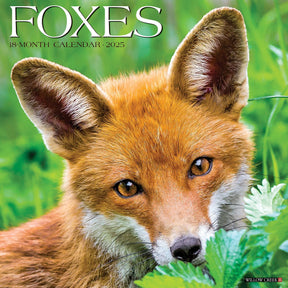 2025 Foxes Calendar