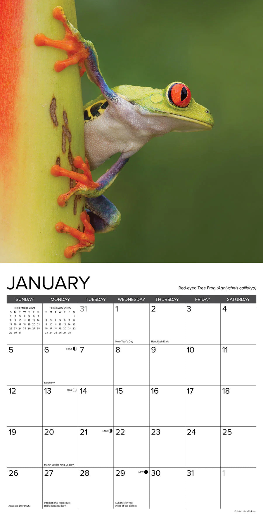 2025 Frogs Calendar