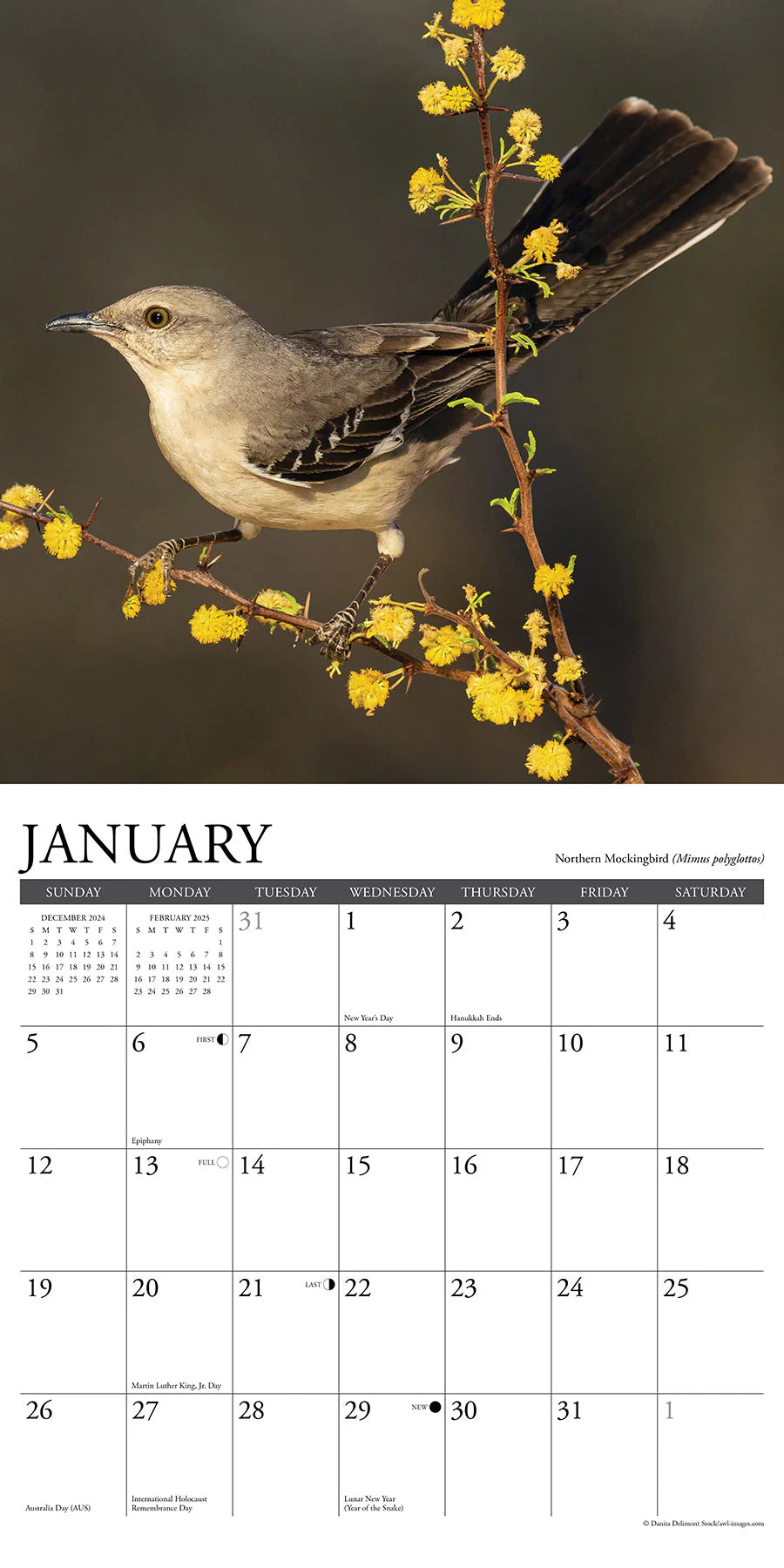 2025 Garden Birds Of North Americans Calendar