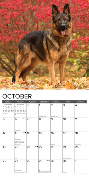 2025 German Shepherds Calendar